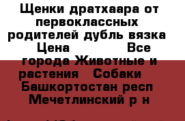 Щенки дратхаара от первоклассных  родителей(дубль вязка) › Цена ­ 22 000 - Все города Животные и растения » Собаки   . Башкортостан респ.,Мечетлинский р-н